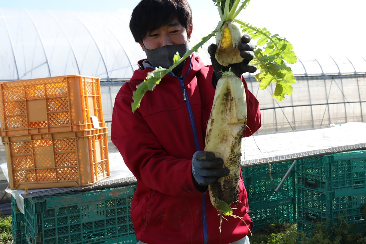 大根収穫